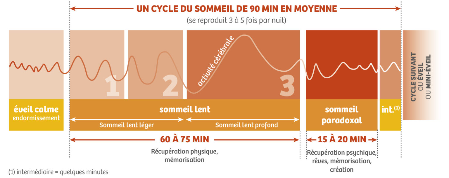 Cycles De Sommeil Calcul