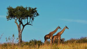 Afrique références incontournables