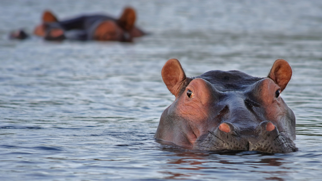 Les hippopotames de Pablo Escobar en Colombie