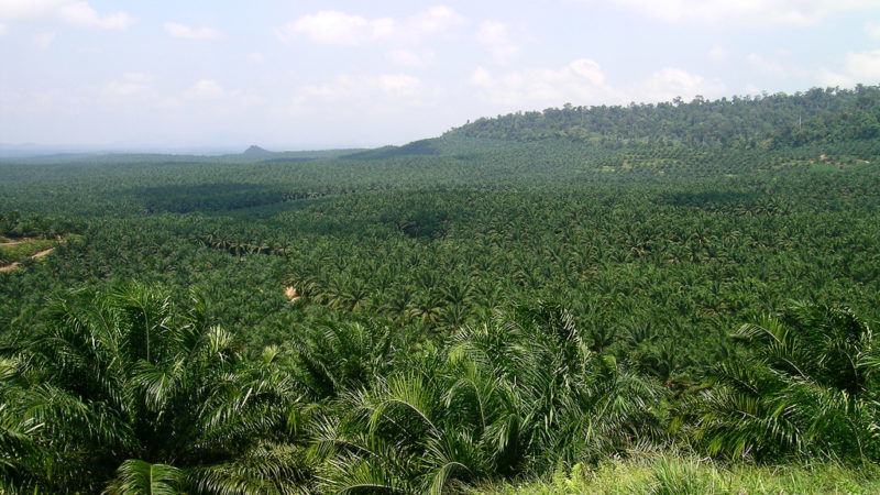 L'huile de palme, or liquide de la Malaisie : richesse, enjeux et  résilience
